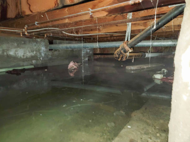 Best Basement water damage restoration  in Stanton, KY
